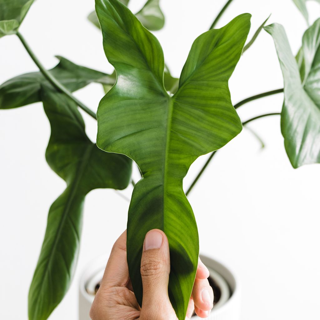 Philodendron longilobatum