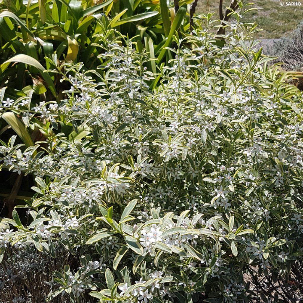 Eriostemon myoporoides Gold Touch - Langblättrige Wachsblume