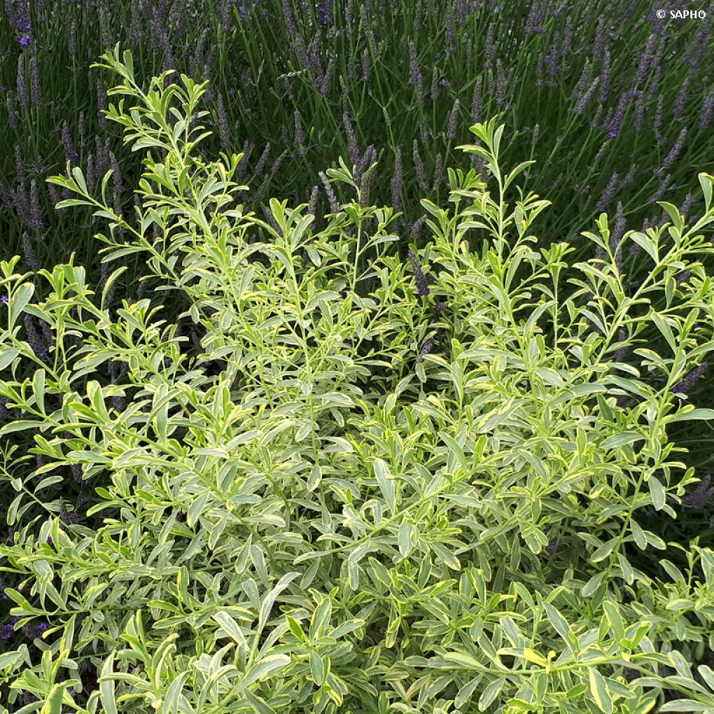 Eriostemon myoporoides Gold Touch - Langblättrige Wachsblume