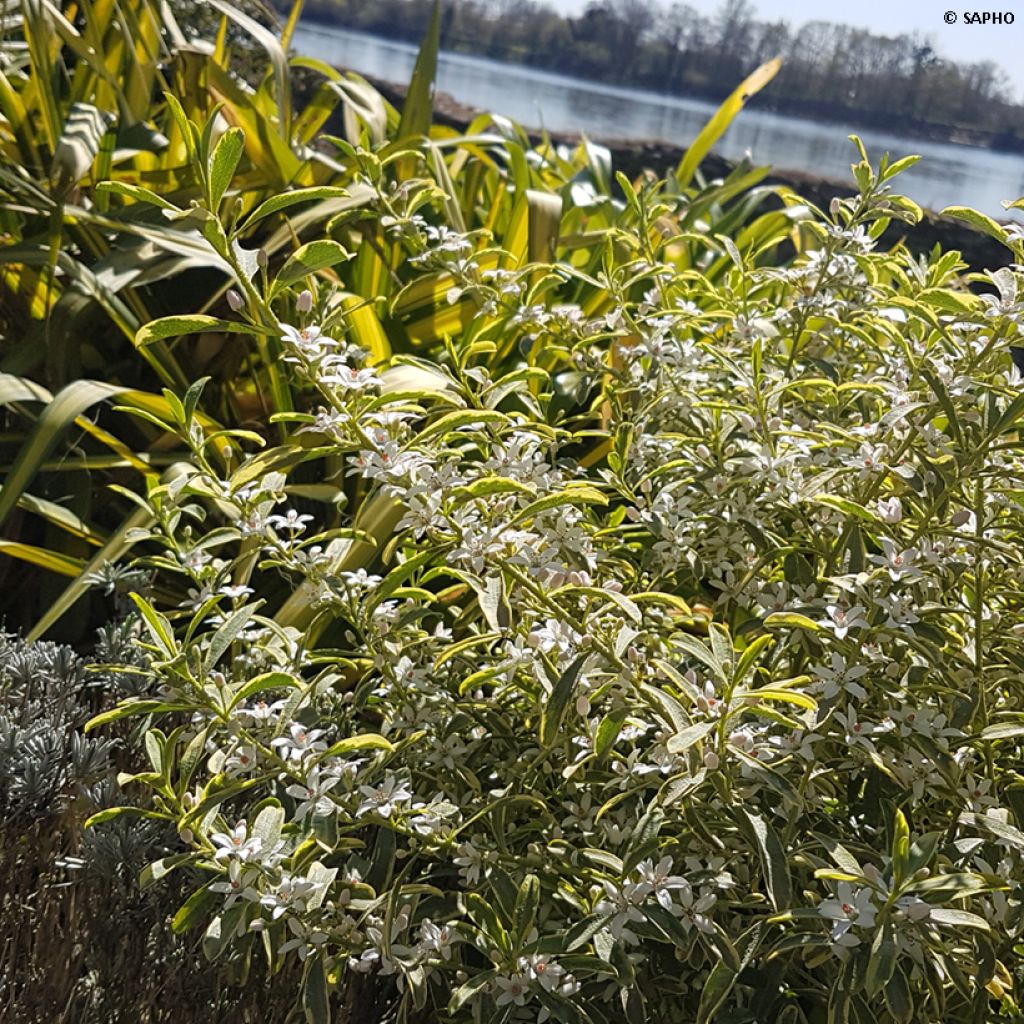 Eriostemon myoporoides Gold Touch - Langblättrige Wachsblume