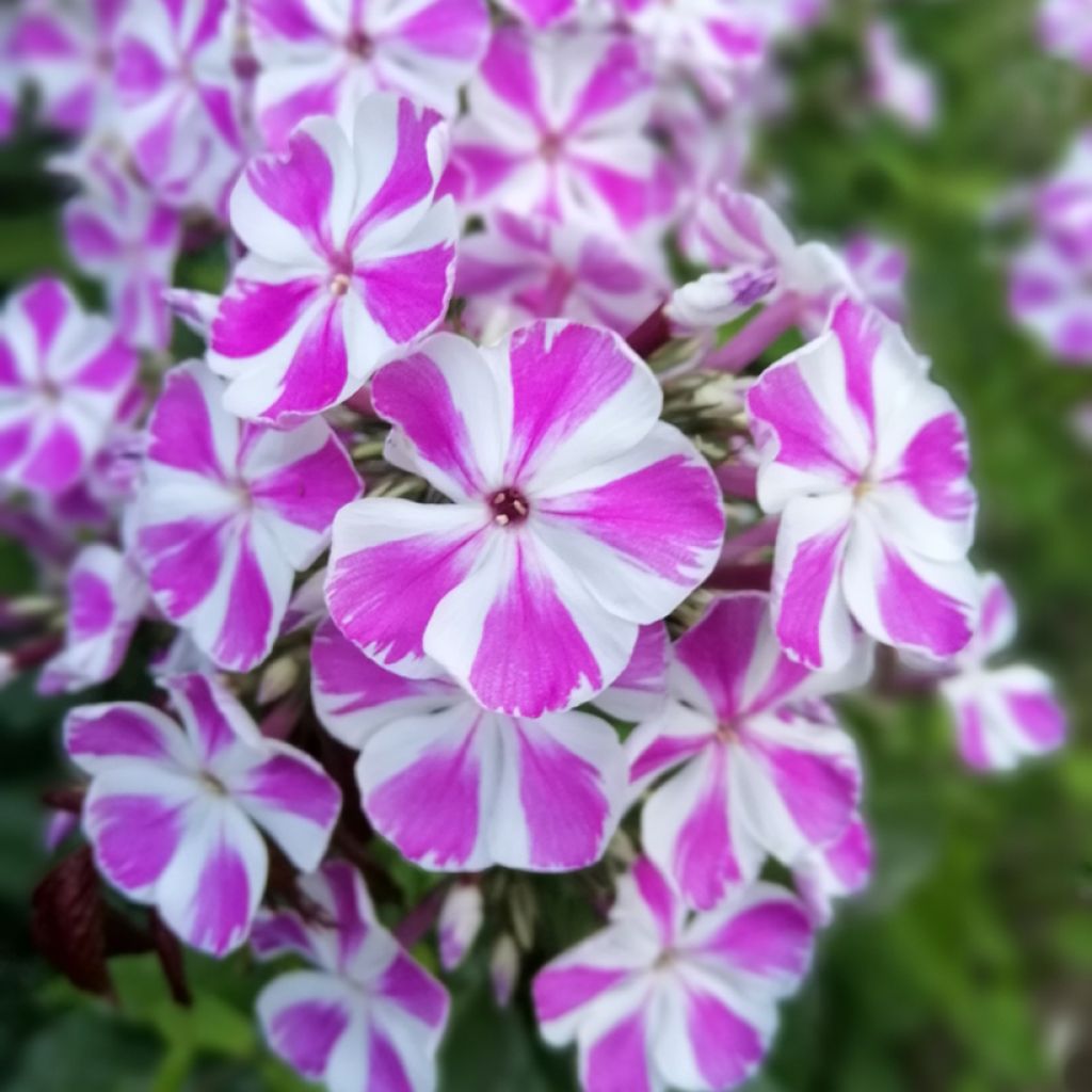 Gefleckter Phlox Natasha - Phlox maculata