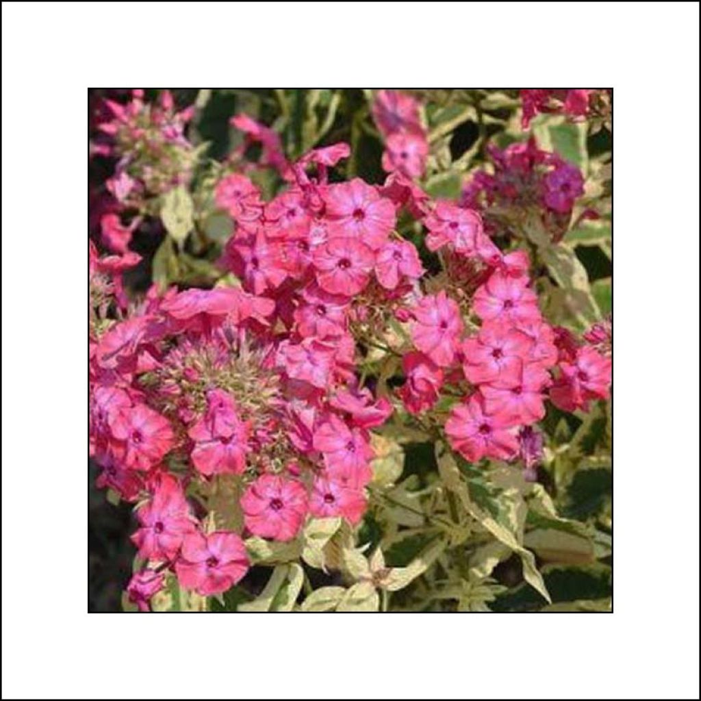 Hohe Flammenblume Elisabeth - Phlox paniculata