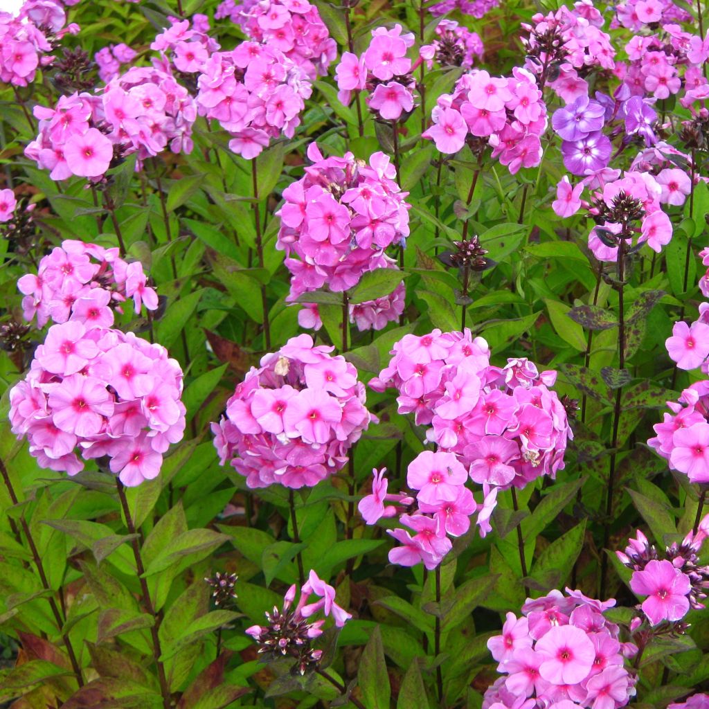 Hohe Flammenblume Eva Cullum - Phlox paniculata