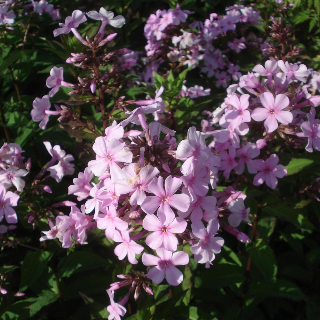 Hohe Flammenblume Lichtspel - Phlox paniculata