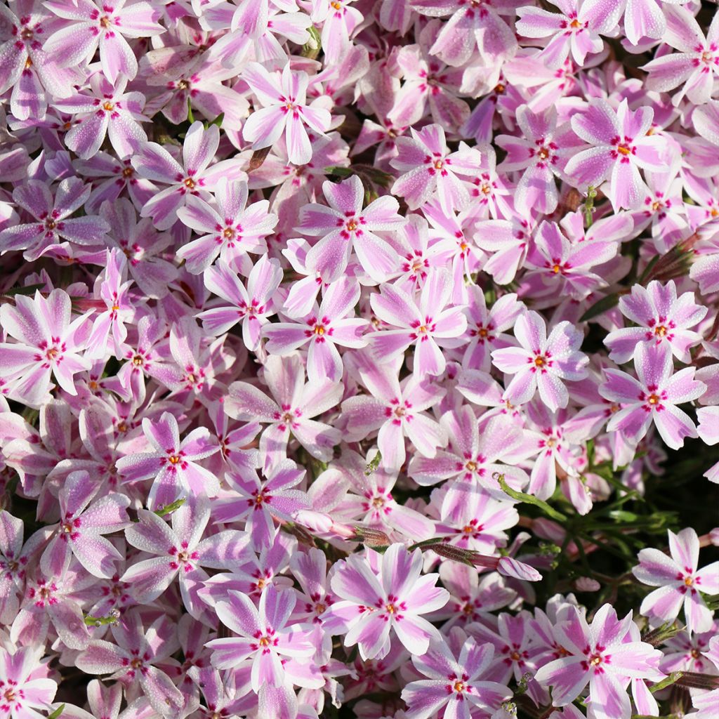 Pfriemenförmiger Phlox Drumm - Phlox subulata