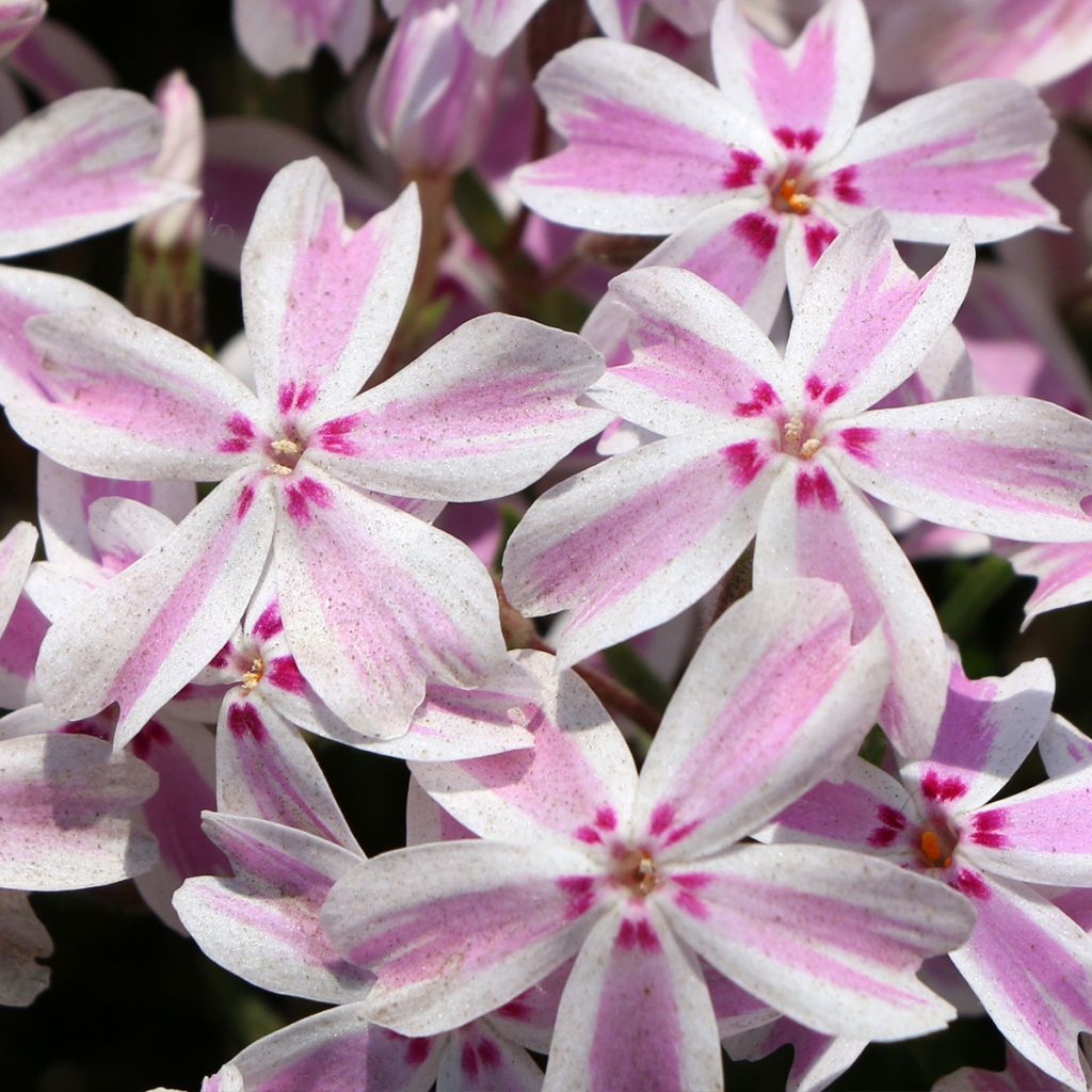 Phlox subulata Drumm