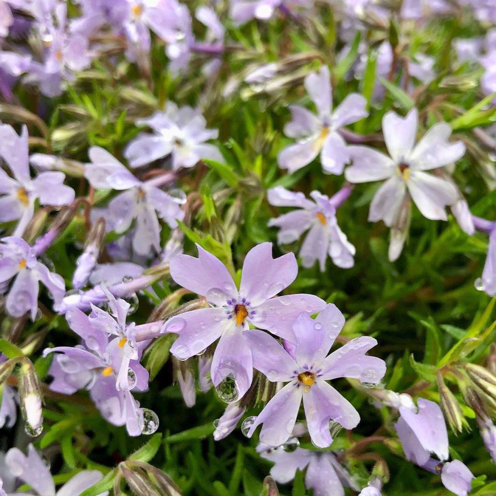 Pfriemenförmiger Phlox Cushion Blue - Phlox subulata