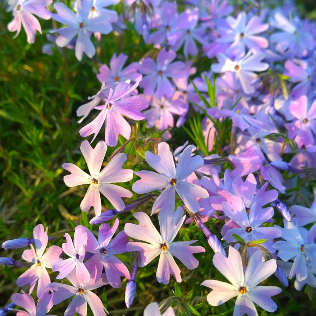 Pfriemenförmiger Phlox Cushion Blue - Phlox subulata