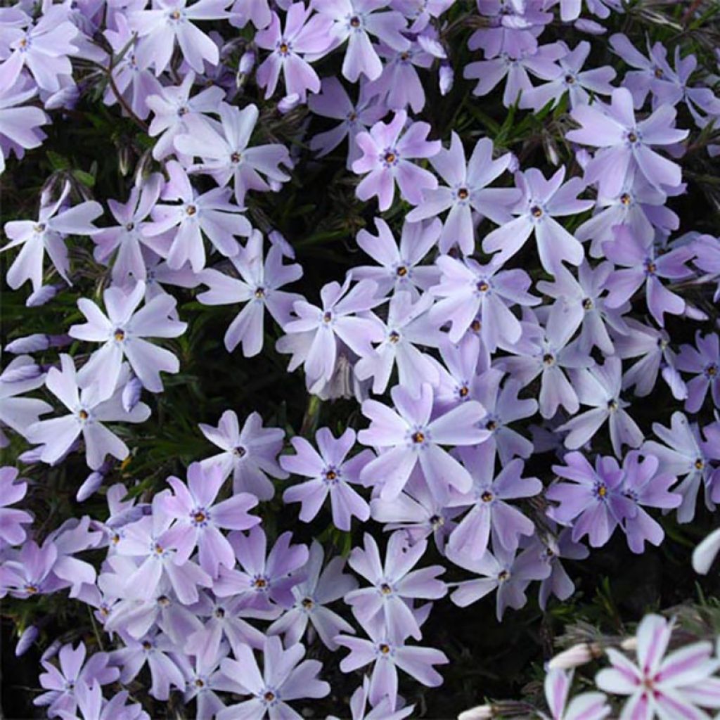 Pfriemenförmiger Phlox Cushion Blue - Phlox subulata