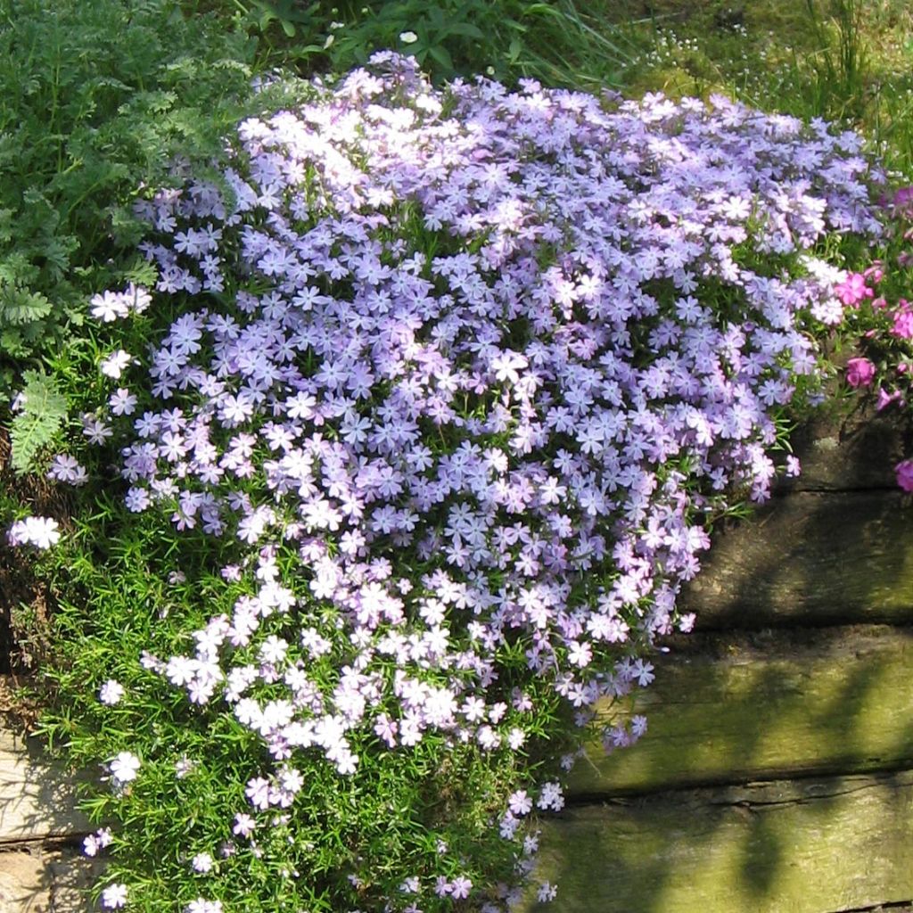 Pfriemenförmiger Phlox Cushion Blue - Phlox subulata