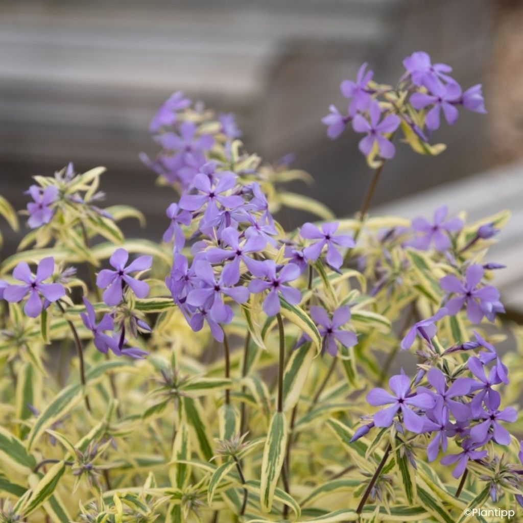 Wald-Phlox Blue Ribbons - Phlox divaricata