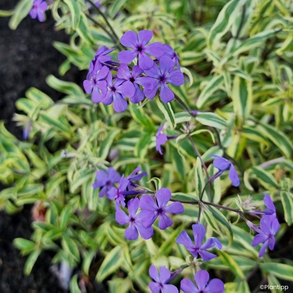 Wald-Phlox Blue Ribbons - Phlox divaricata