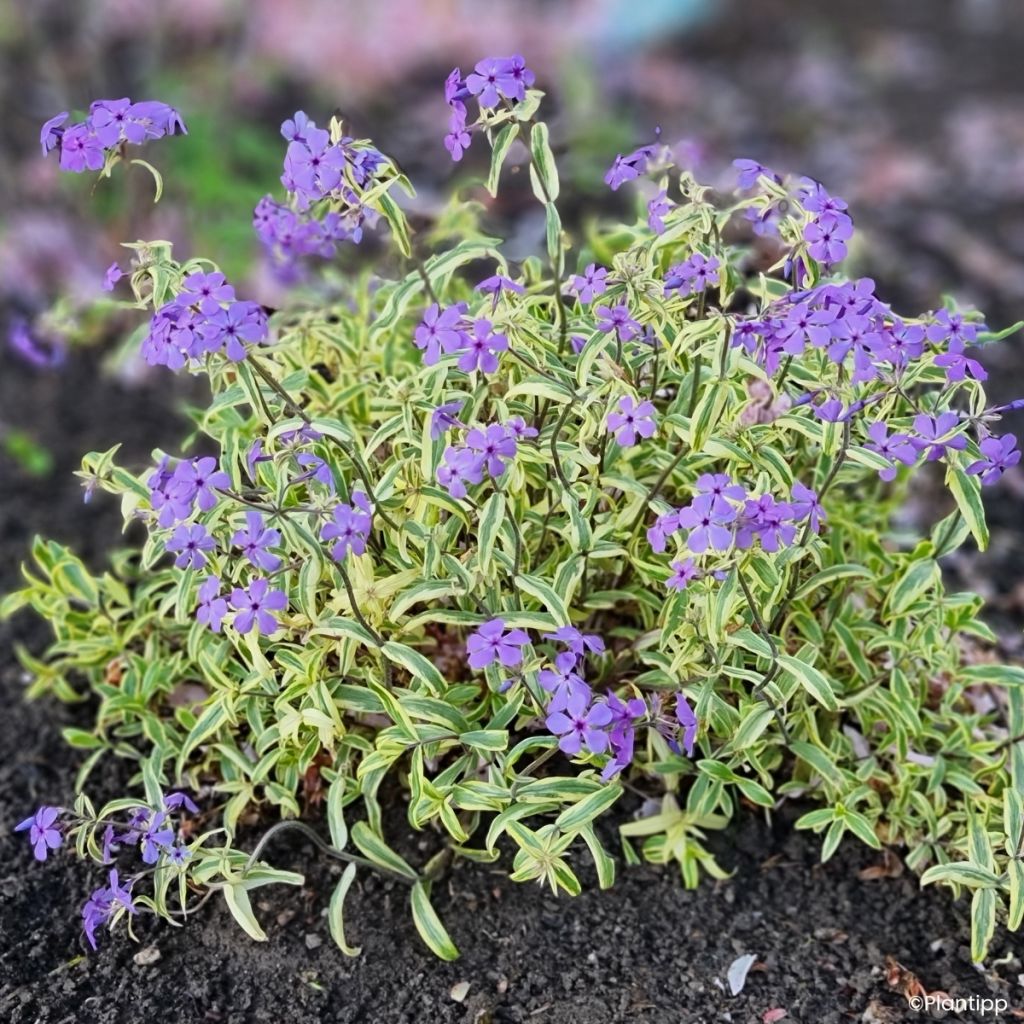 Wald-Phlox Blue Ribbons - Phlox divaricata