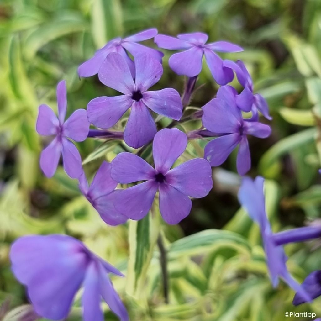 Wald-Phlox Blue Ribbons - Phlox divaricata