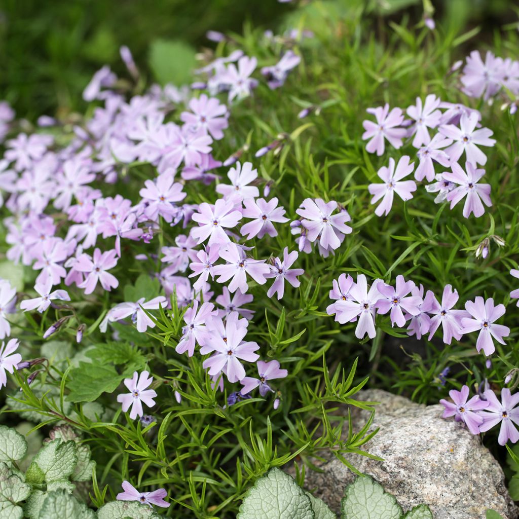 Polsterphlox Cushion Blue - Phlox subulata