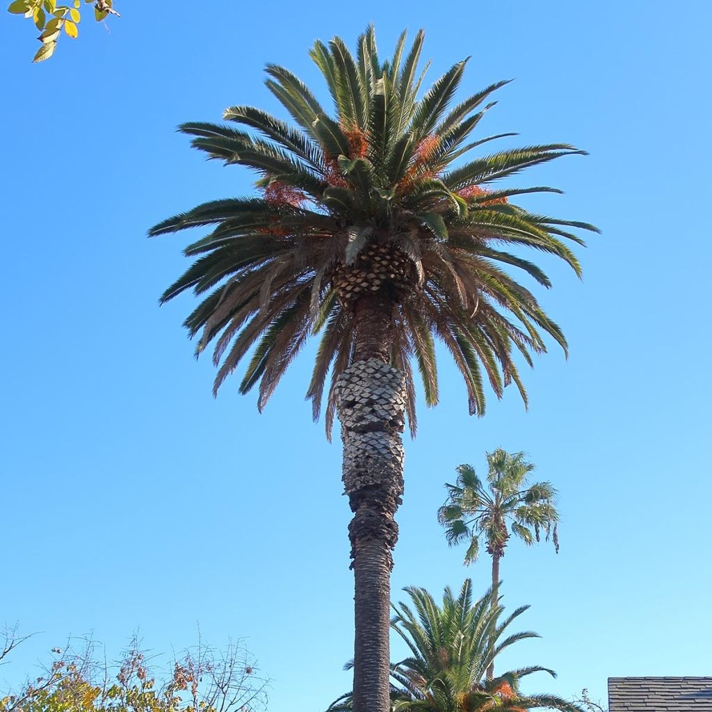 Phoenix andamanensis - Andamanen-Dattelpalme