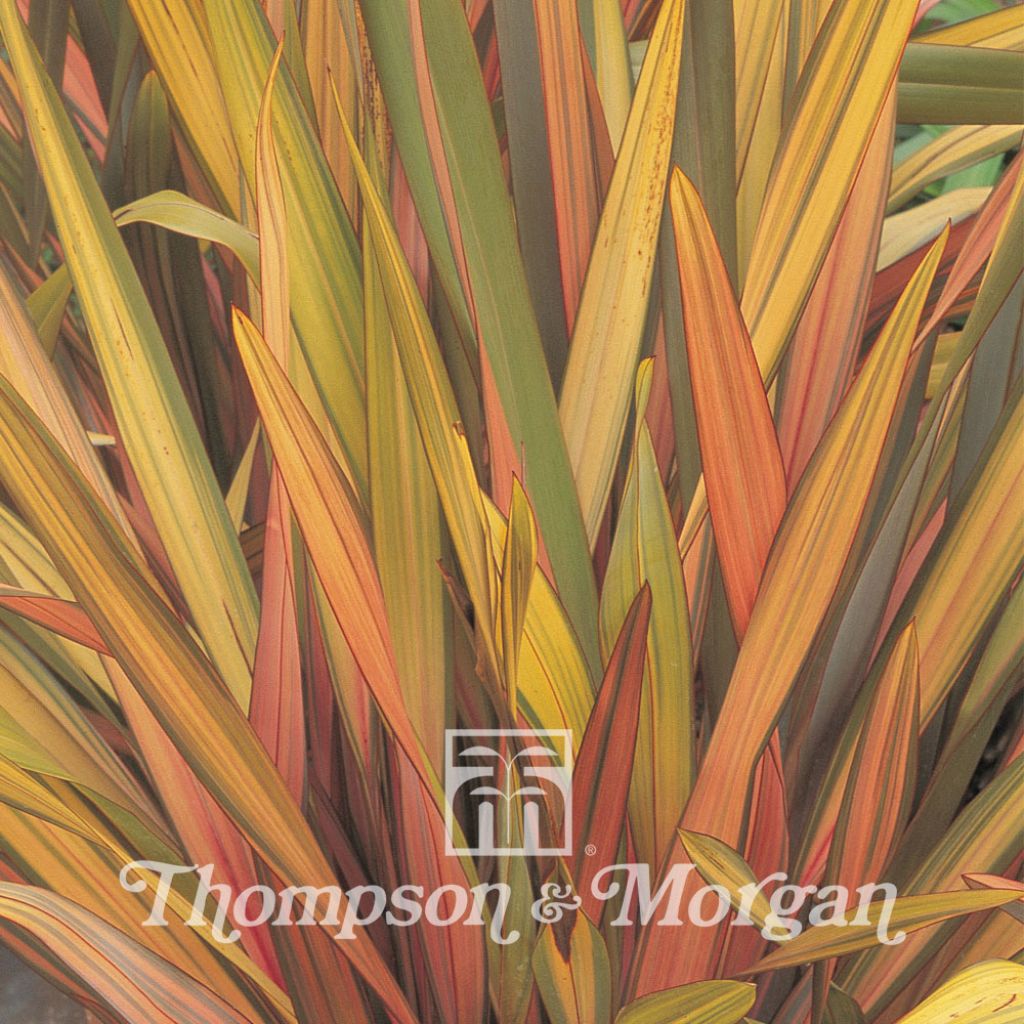 Phormium tenax Rainbow Striped Hybrids (Samen)