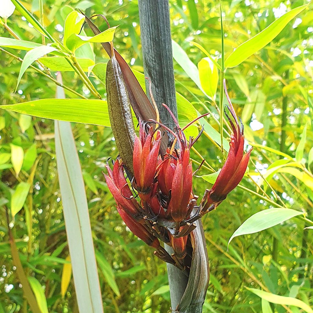 Phormium tenax Purpureum - Roter Neulseeländischer Flachs