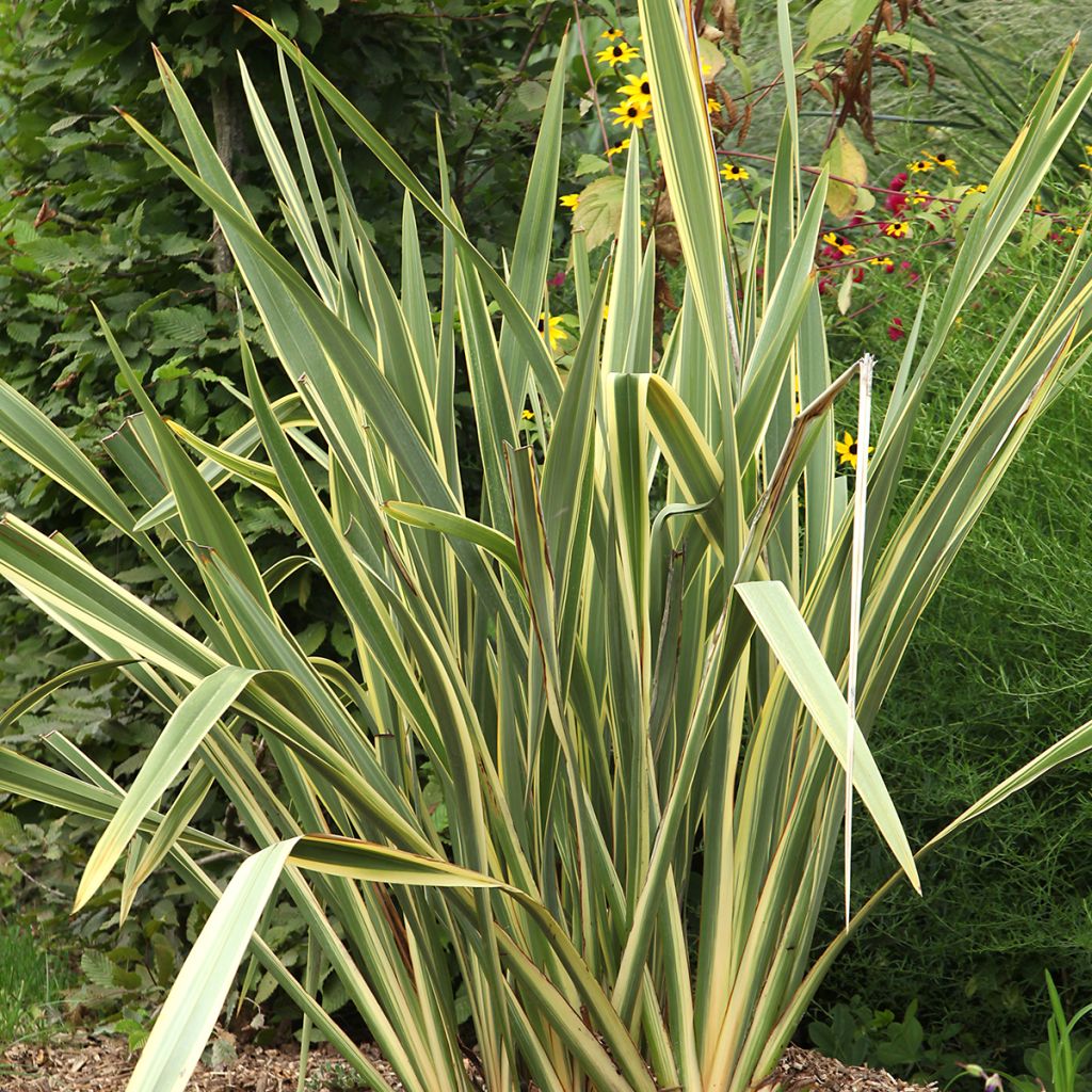 Phormium Duet