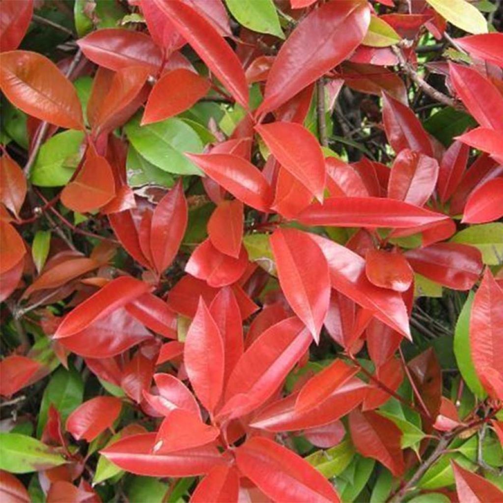 Rote Glanzmispel Dicker Toni - Photinia fraseri
