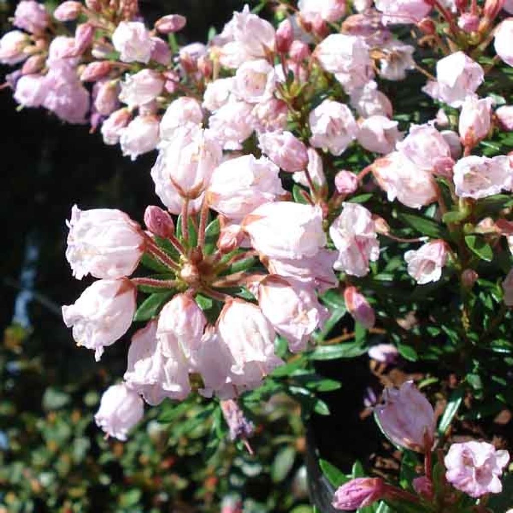 Phylliopsis hillieri Sprite - Phylliopsis Rose