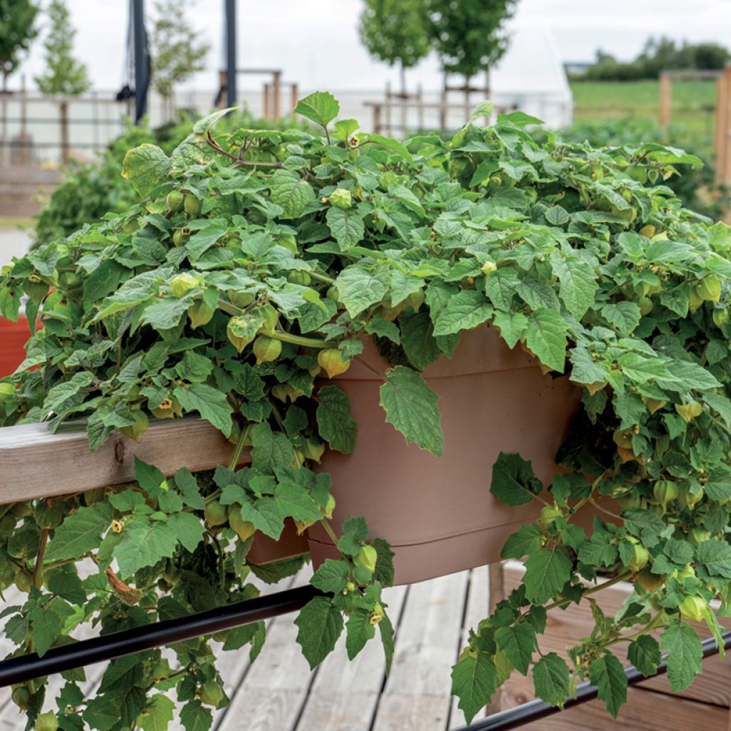 Erdkirsche Preciosa Pflanzen - Physalis pruinosa