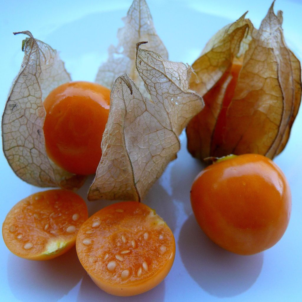 Andenbeere - Physalis peruviana