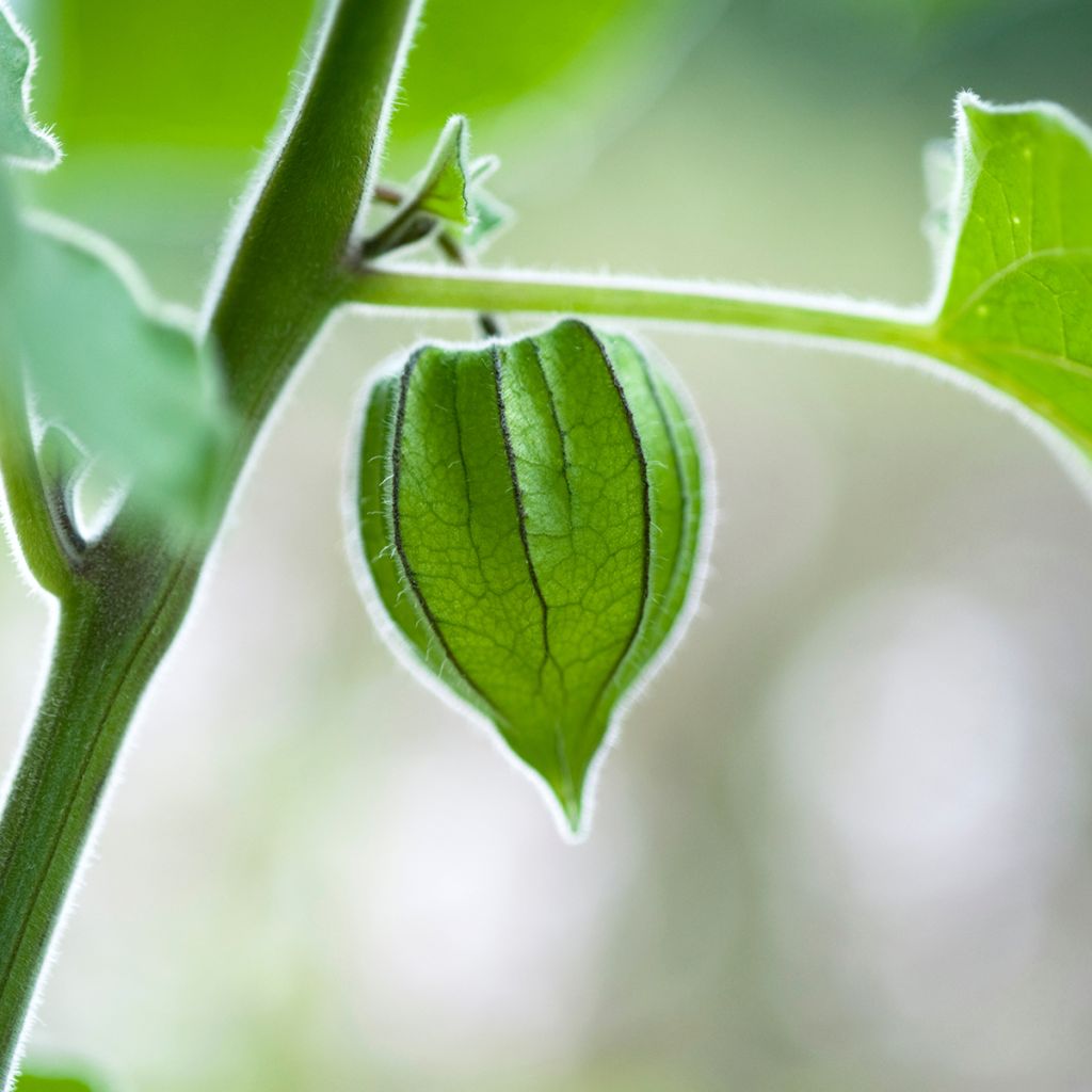 Andenbeere - Physalis peruviana