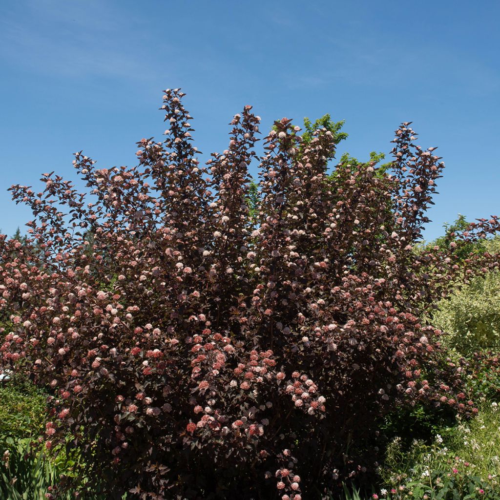 Blasenspiere Diable D'Or - Physocarpus