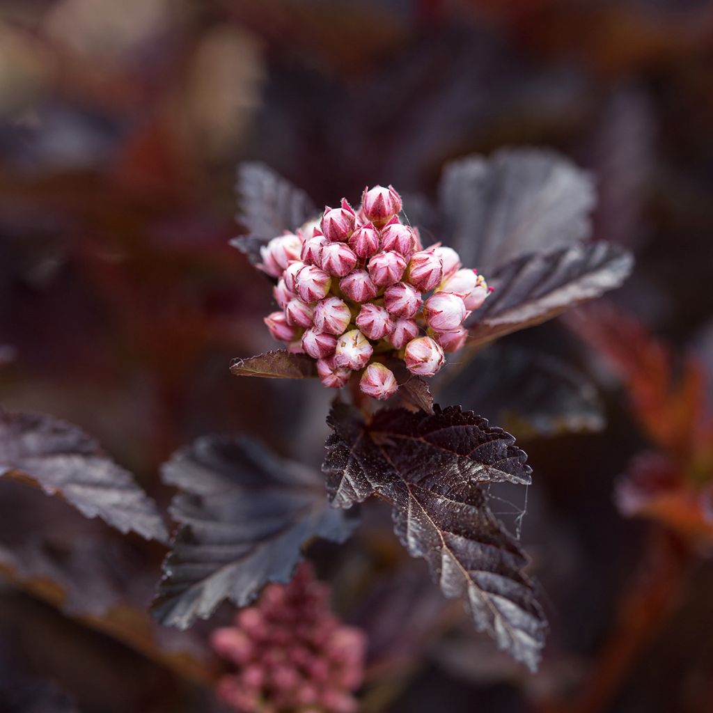 Blasenspiere Fireside 'UMN Harpell' First Editions® - Physocarpus