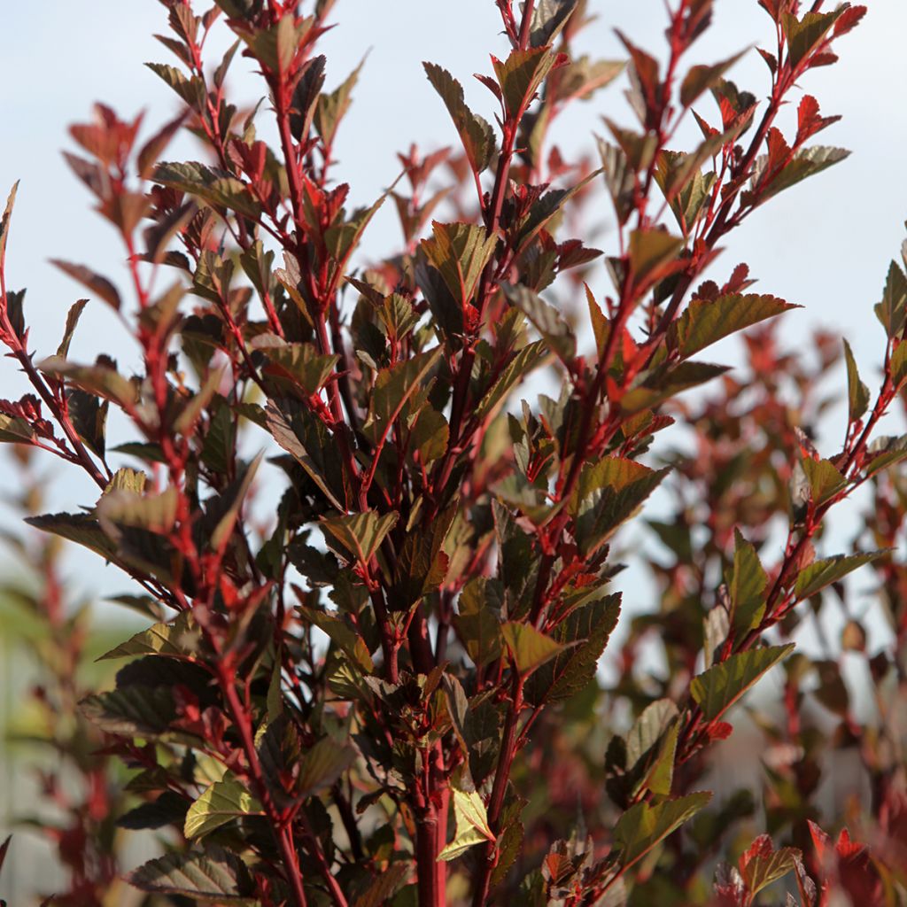 Blasenspiere Spicy Devil - Physocarpus opulifolius