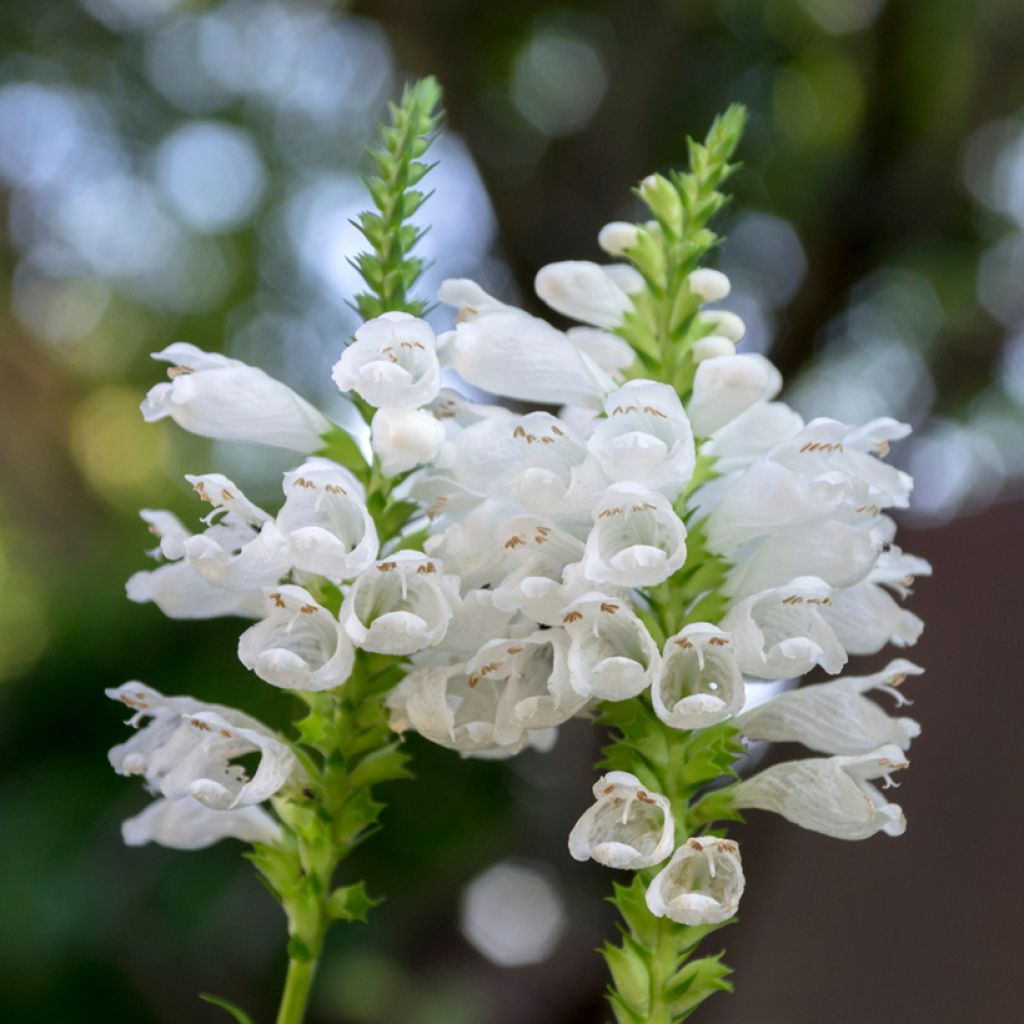 Physostegia virginiana Alba - Gelenkblume