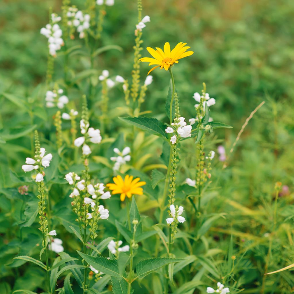 Physostegia virginiana Alba - Gelenkblume