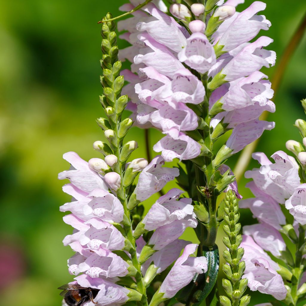 Physostegia virginiana Galadriel - Gelenkblume