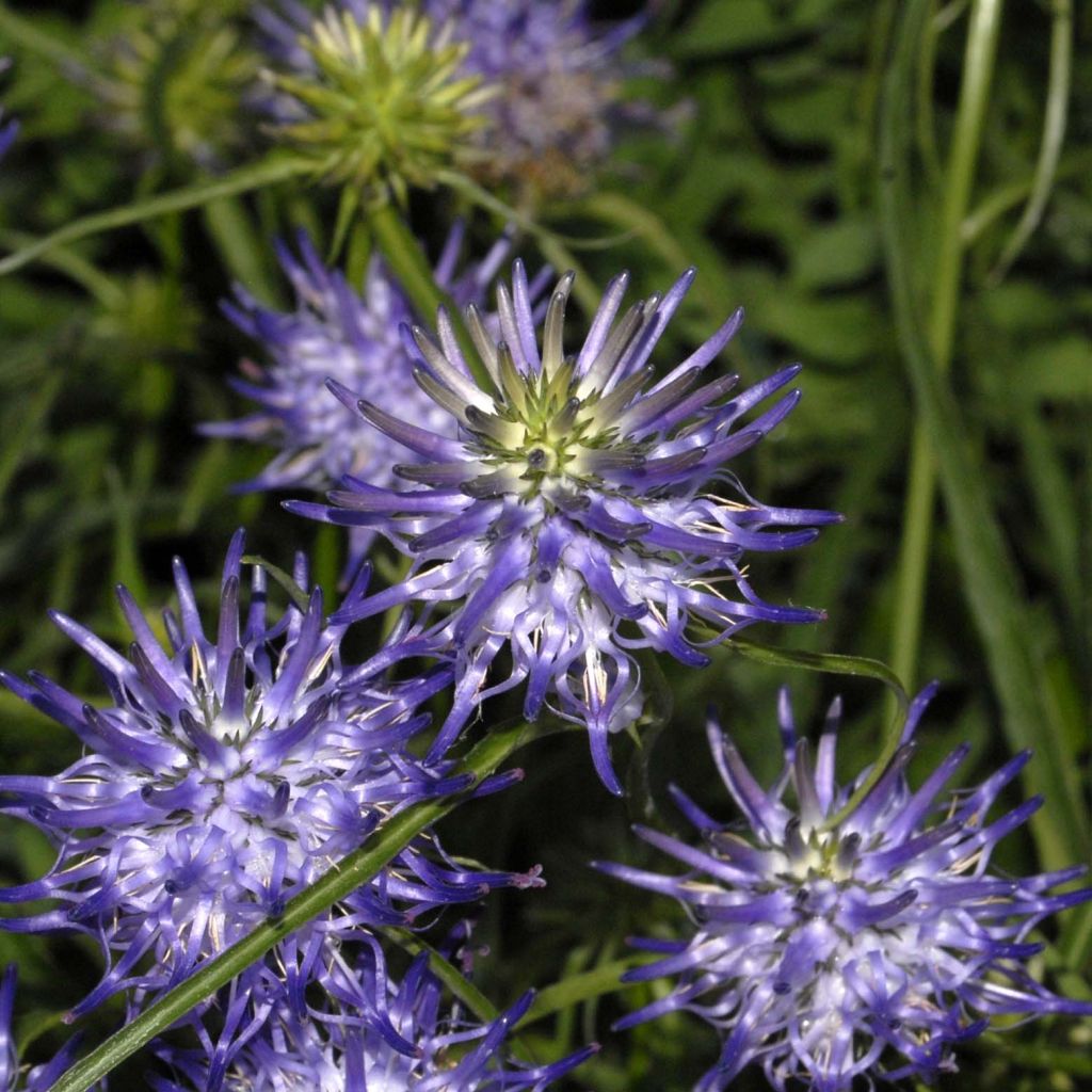 Phyteuma scheuchzeri - Teufelskralle