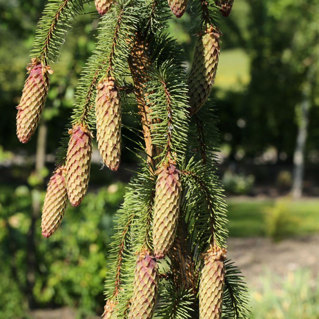 Picea abies Krasickiana