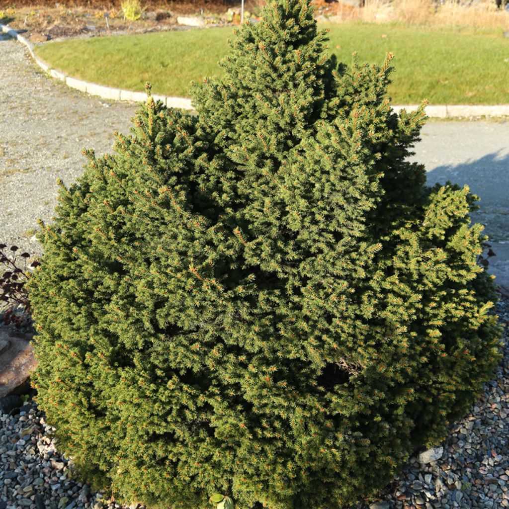Epicéa commun - Picea abies Ohlendorffii
