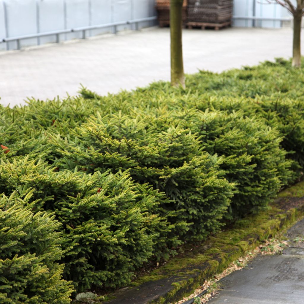 Picea abies Zagwiżdże