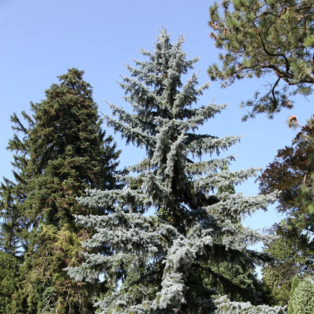 Picea pungens