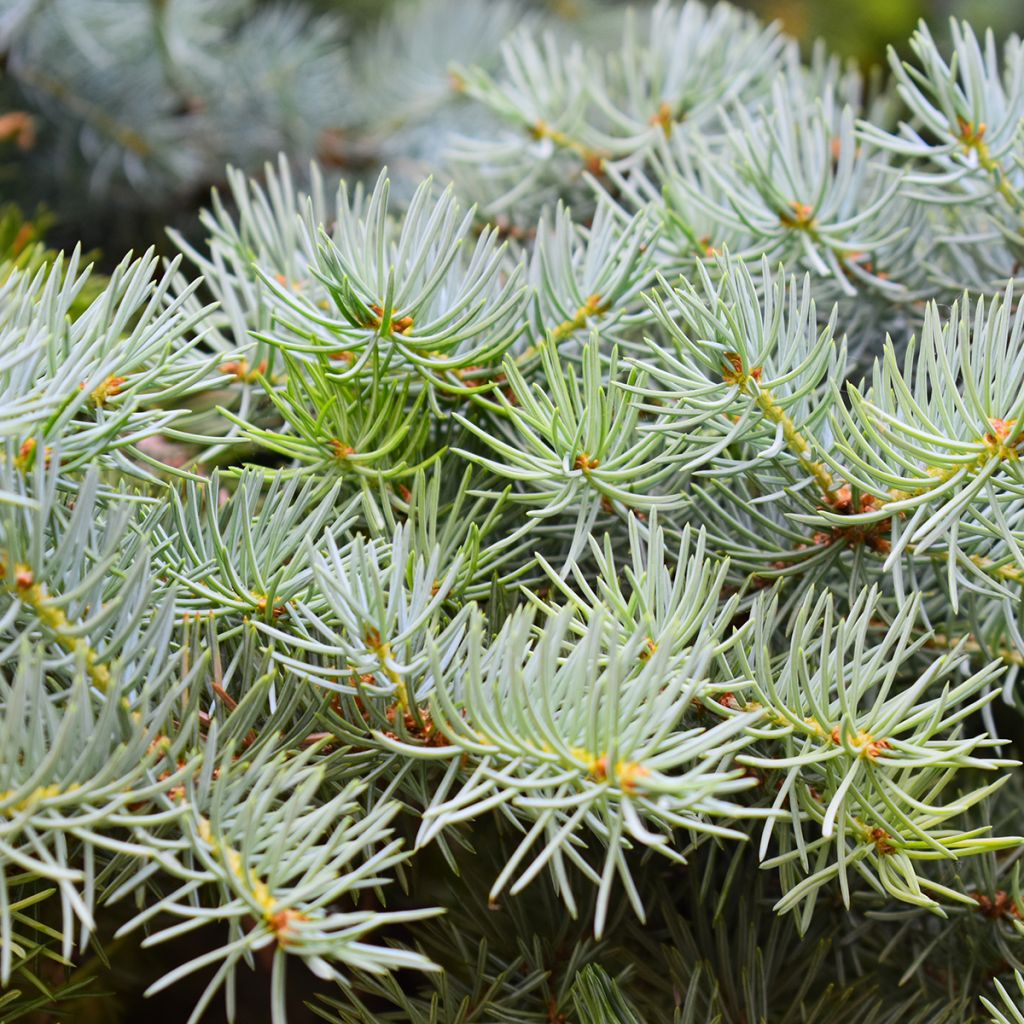 Picea abies Eagle Point