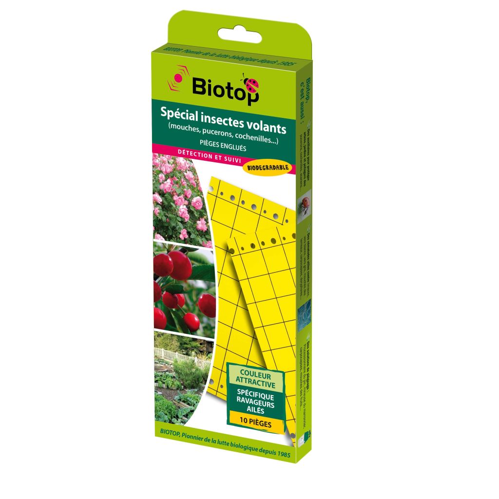 Gelb Chromatische Falle (klebende Platten) 25 x 10 cm - Packung mit 10 Stück