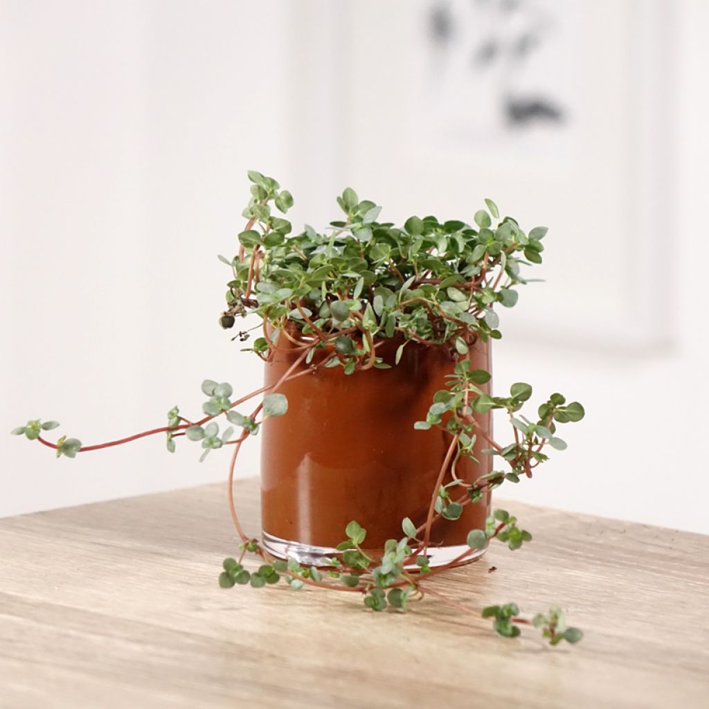 Pilea glaucophylla Greyzy - Kanonierblume