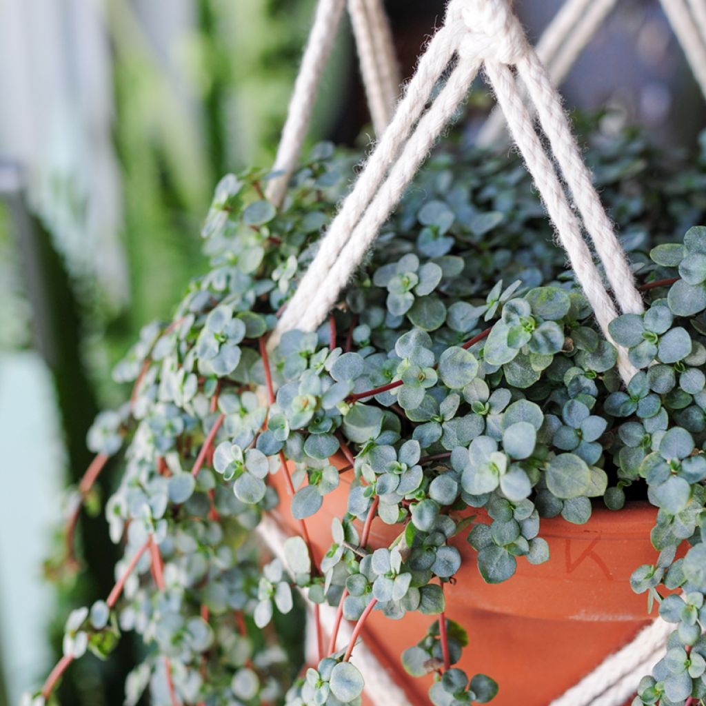 Pilea glaucophylla Greyzy - Kanonierblume