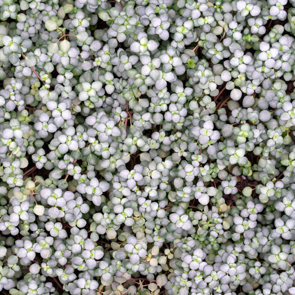 Pilea glaucophylla Greyzy - Kanonierblume