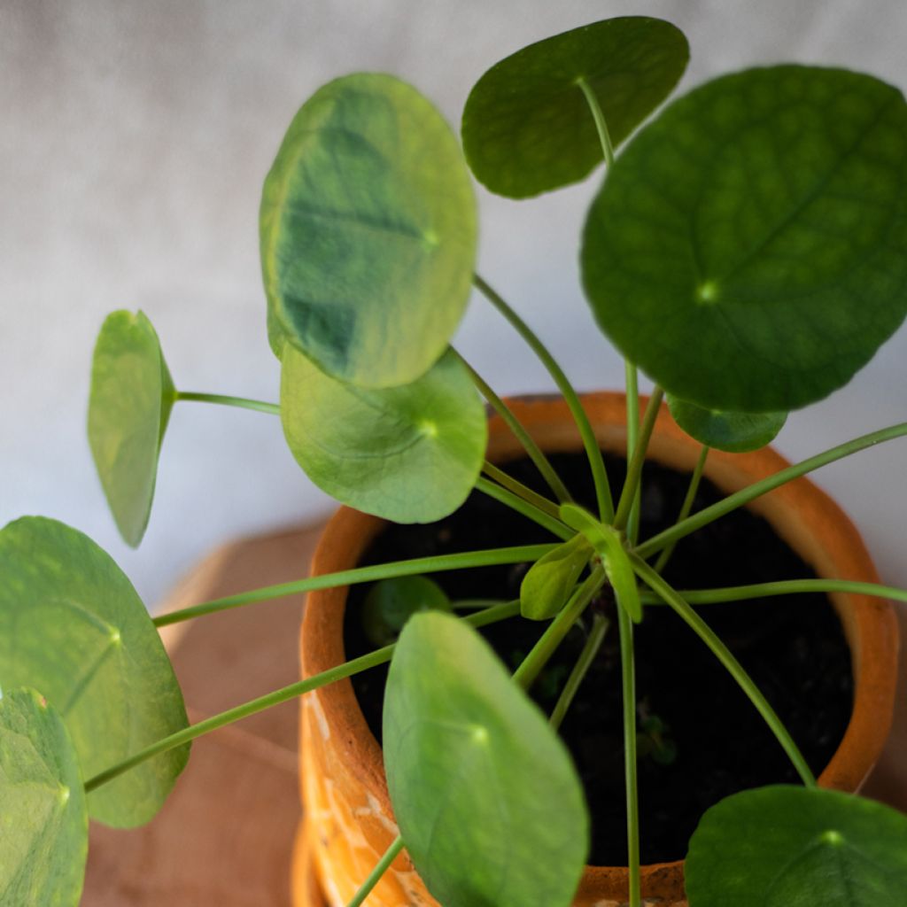 Ufo-pflanze - Pilea peperomioides