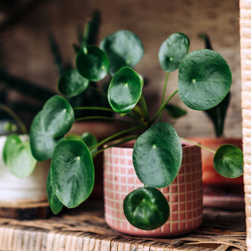 Ufo-pflanze - Pilea peperomioides