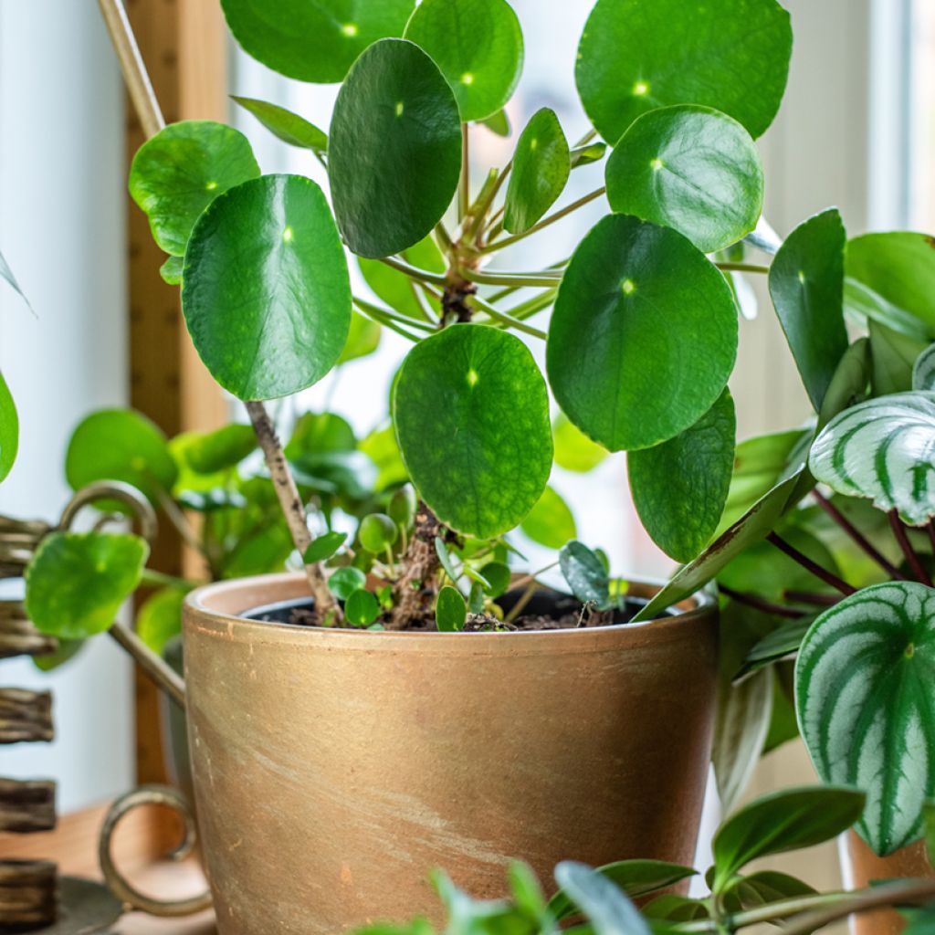 Ufo-pflanze - Pilea peperomioides