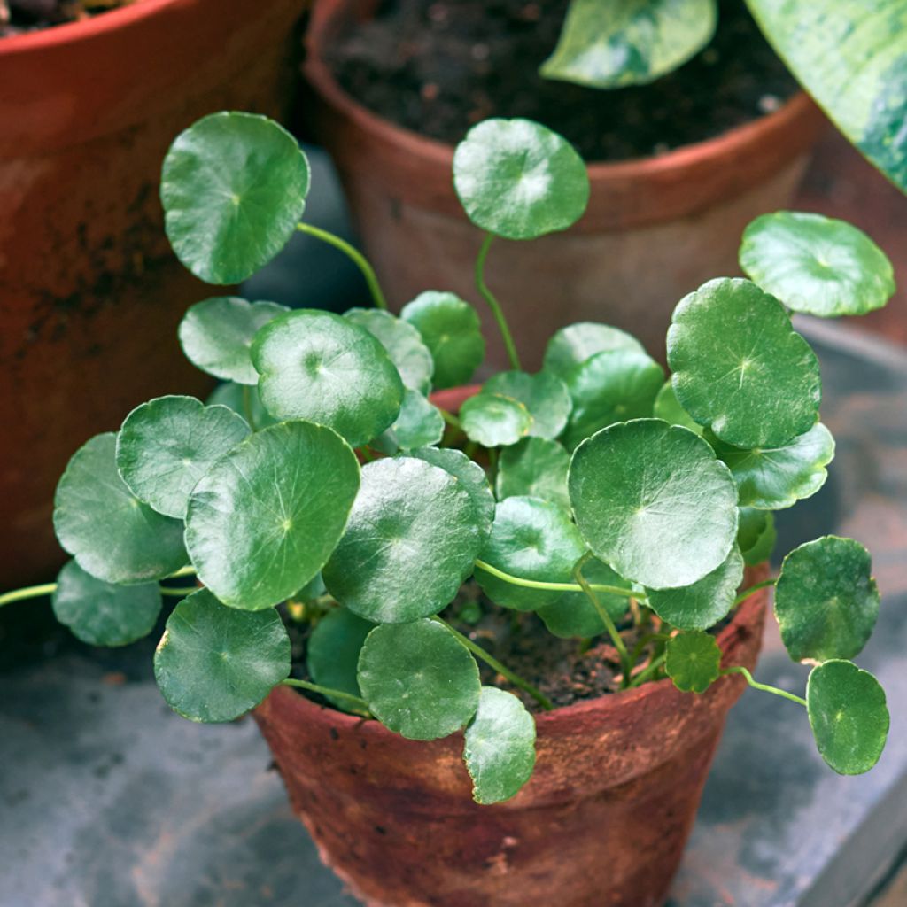 Ufo-pflanze - Pilea peperomioides