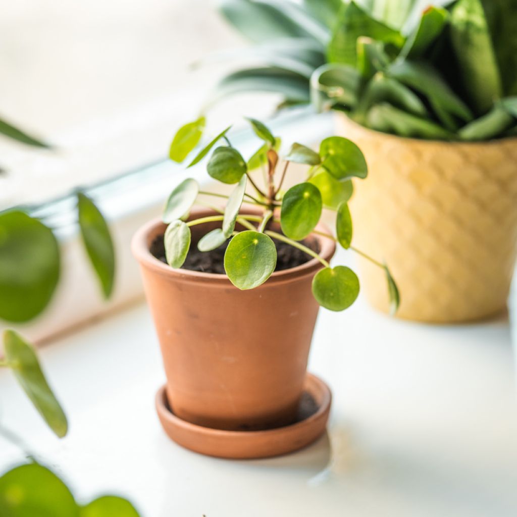 Ufo-pflanze - Pilea peperomioides
