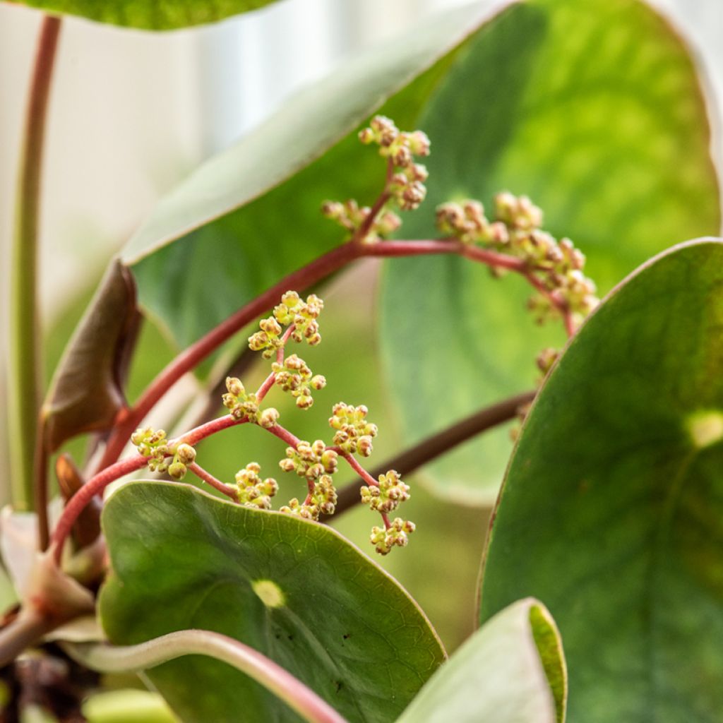Ufo-pflanze - Pilea peperomioides
